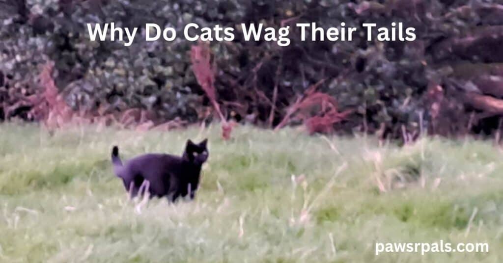 Why Do Cats Wag Their Tails. Pickles the black cat, walking through grass with his tail out behind him, in front of bushes.