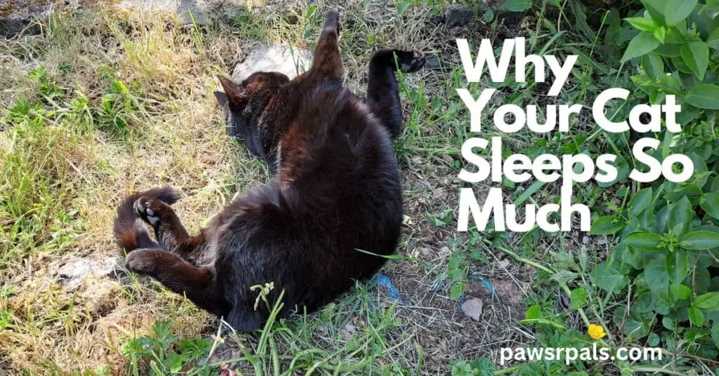 Why Your Cat Sleeps So Much. Pickles the black domestic shorthair cat, lying sleeping on his back, front paws stretched up, on grass next to a bush.