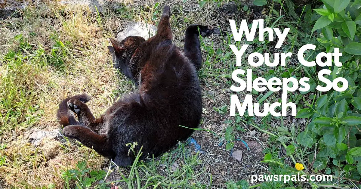 Why Your Cat Sleeps So Much