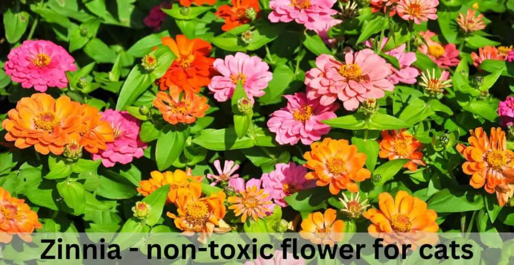 Zinnia - non-toxic flower for cats. selection of pink, orange flowers with green leaves