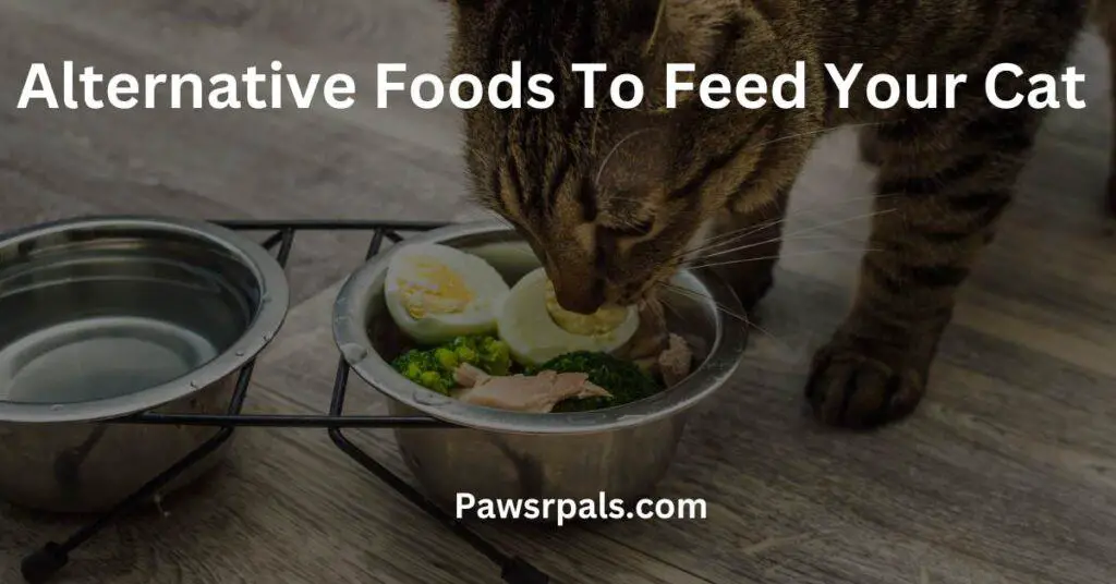 Alternative Foods To Feed Your Cat, written in white. There is a cat eating a bowl of mixed foods.