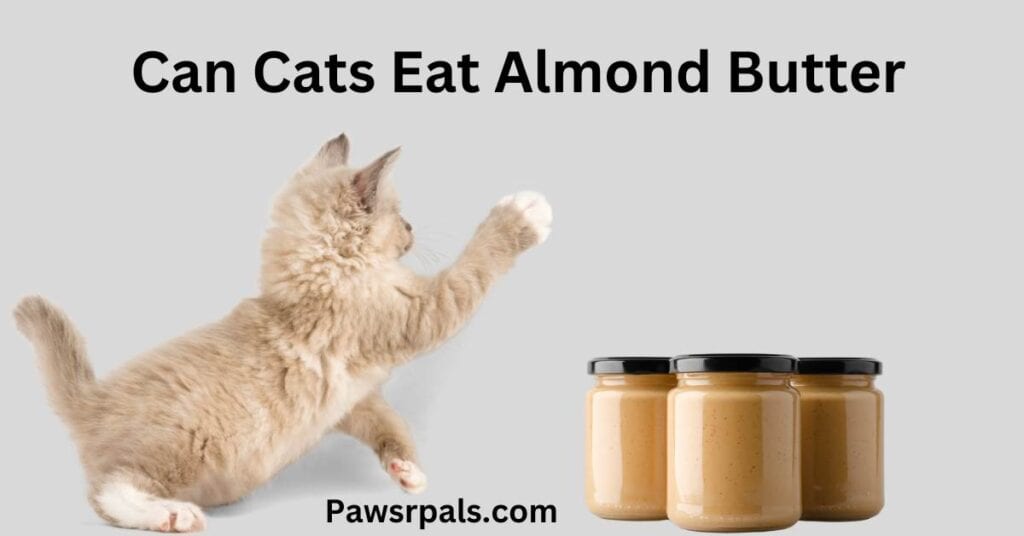 Can Cats Eat Almond Butter, written in black. There is a cat raising its paw to 3 jars of Almond Butter.