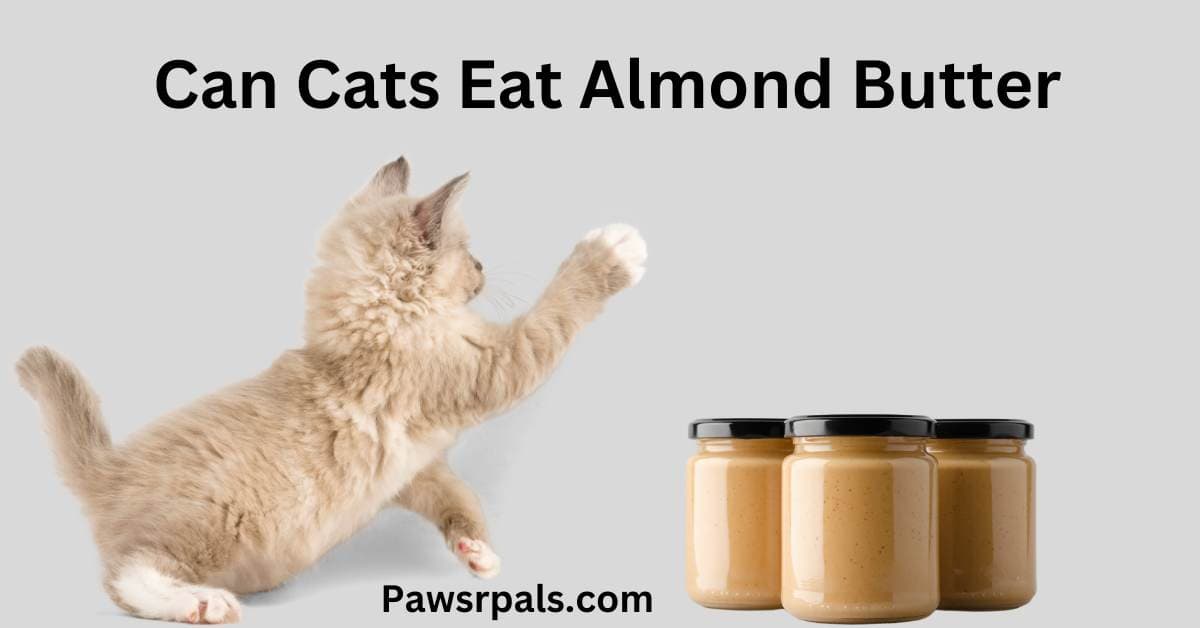Can Cats Eat Almond Butter