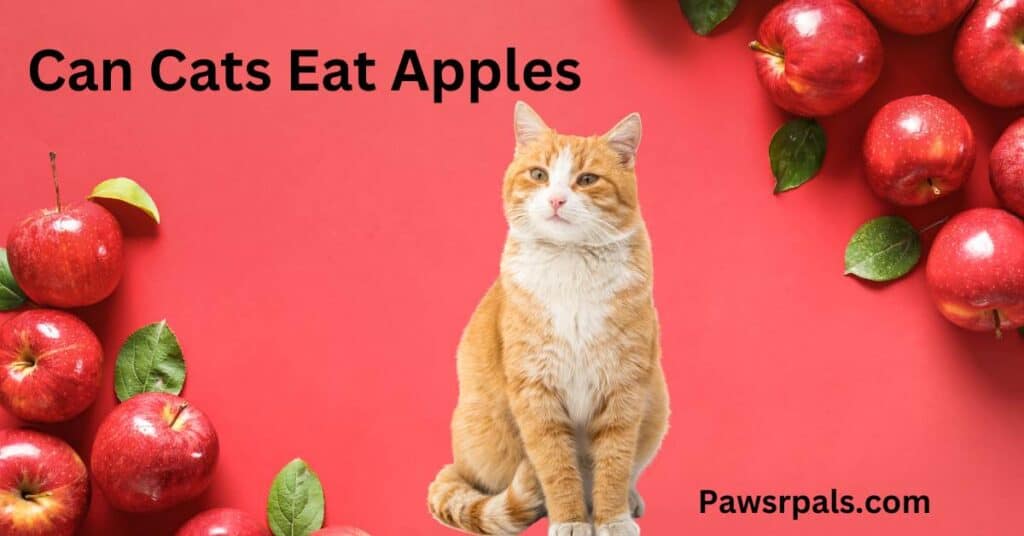 Can Cats Eat Apples written in black. There is a cat sitting with apples around them.