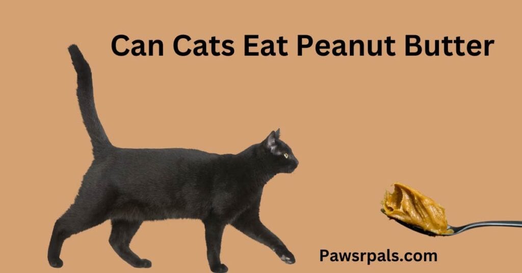 Can Cats Eat Peanut Butter, written in black. There is a black cat walking towards a spoonful of butter.