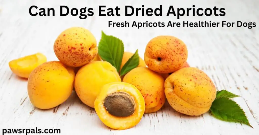 Can dogs eat dried apricots - fresh apricots are healthier for dogs. Nine whole apricots and two half apricots, one half with pit and some leaves, on a white wooden board