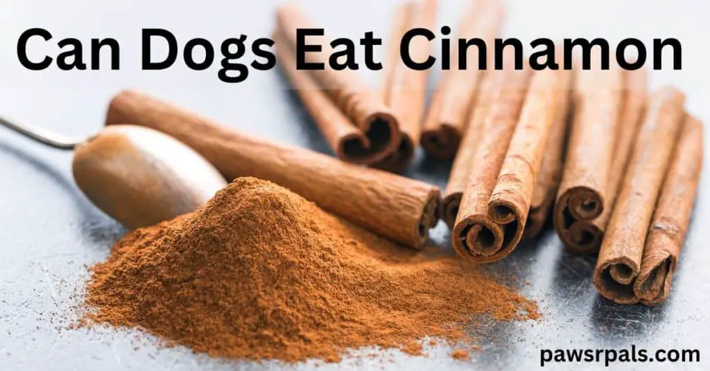 Can dogs eat cinnamon. cinnamon sticks and powder next to a silver spoon on a grey background