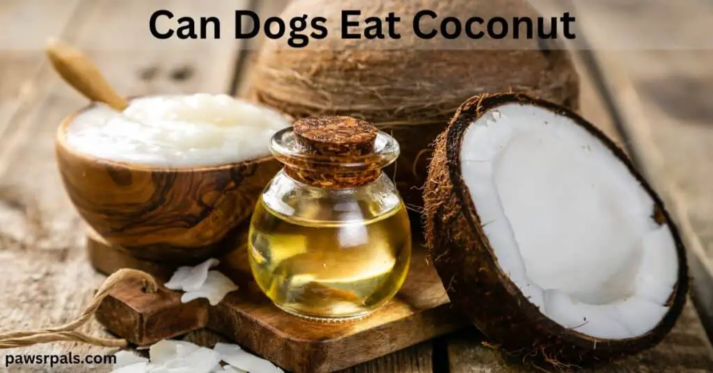 Can dogs eat coconut. whole coconut and two half coconuts with husk and flesh, small round bottle of coconut oil with cork lid