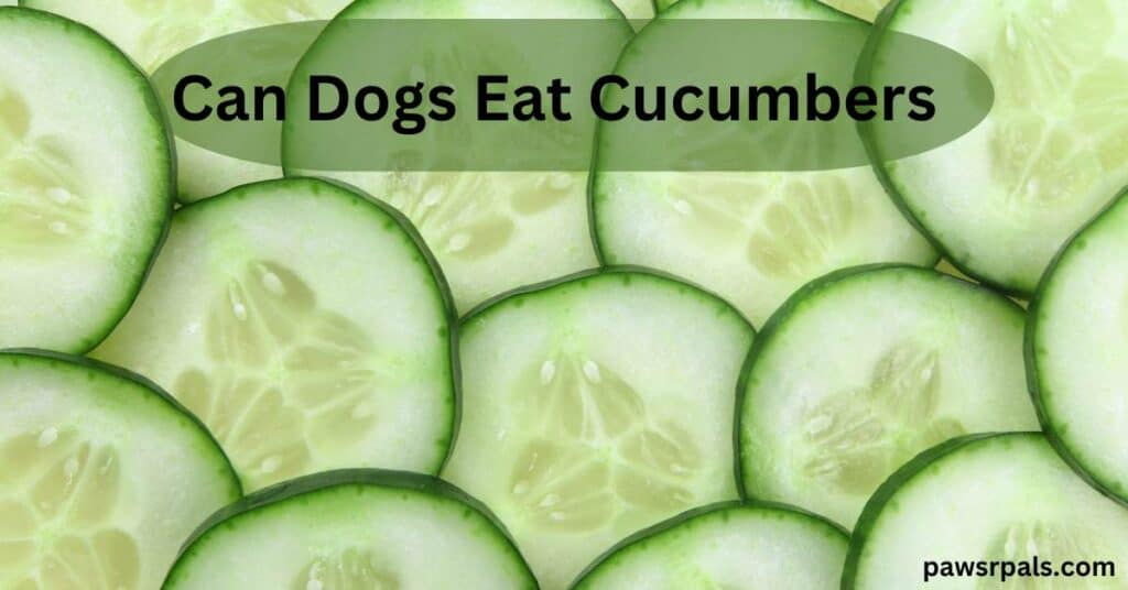 Can dogs eat cucumbers. Cucumber slices as the background