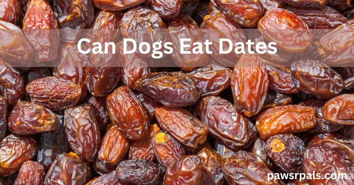 Can dogs eat dates. lots of dates