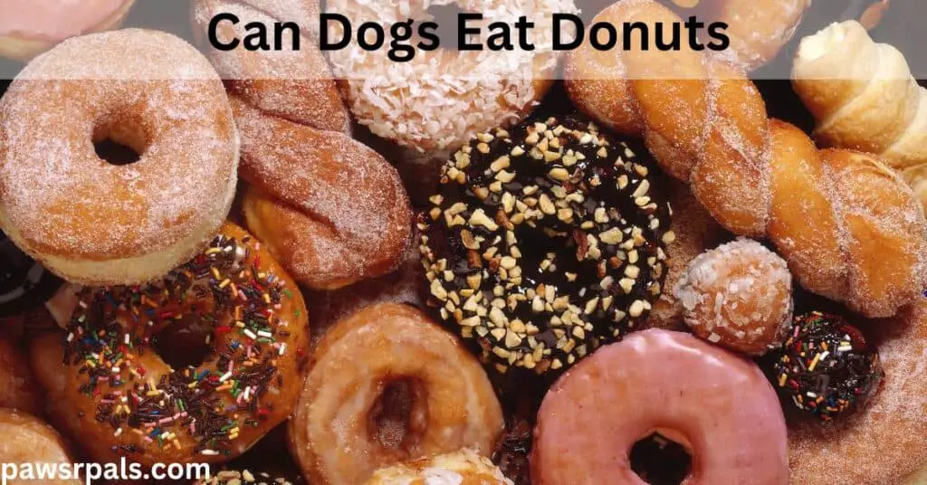 Can Dogs Eat Donuts. Various different types of donuts and pastries.