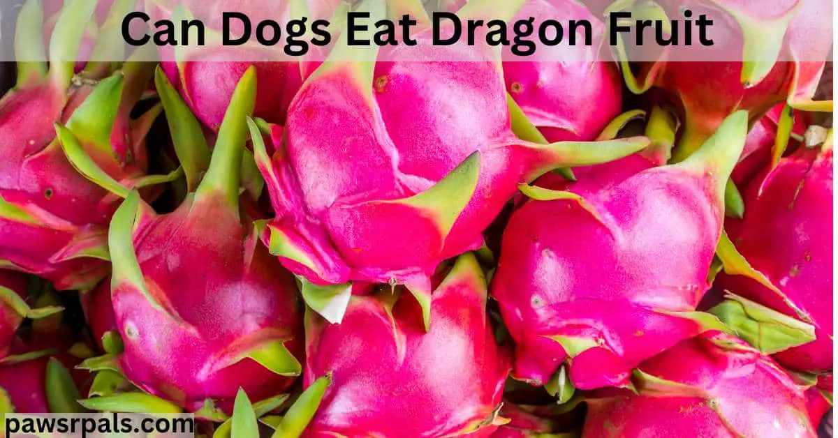 Can Dogs Eat Dragon Fruit