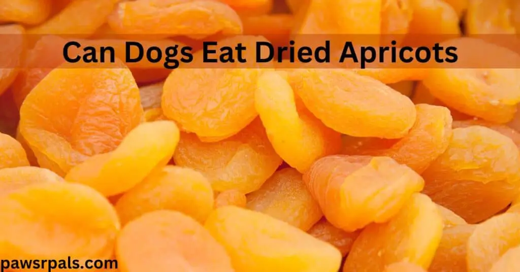 Can dogs eat dried apricots. dried apricot slices