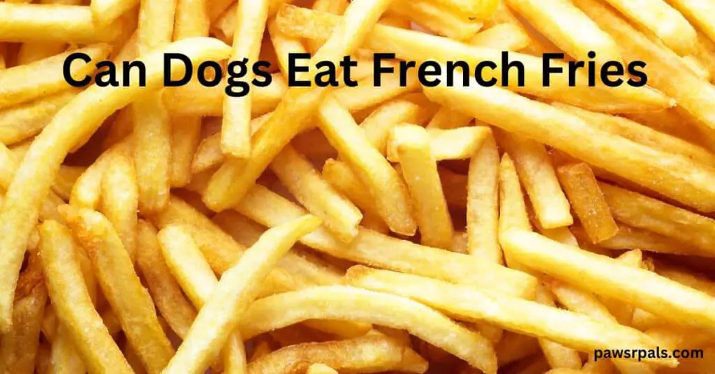 Can Dogs Eat French Fries on a background of french fries