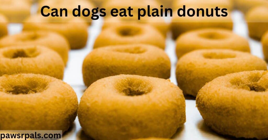 can dogs eat plain donuts. plain donuts lying side by side on a white tray