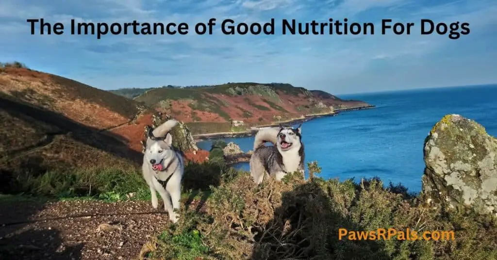 Luna and Ralph, the Siberian Husky siblings, on the north cliff path in Jersey, the Channel Islands
