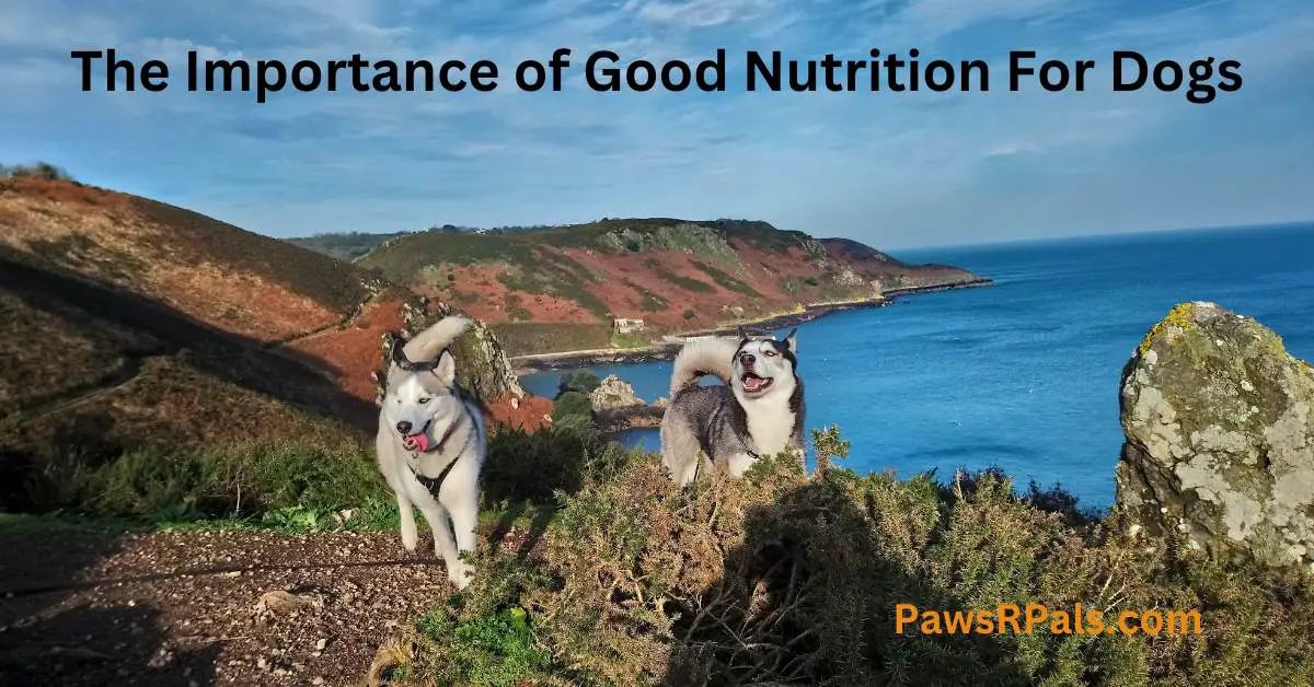 The Importance of Good Nutrition For Dogs