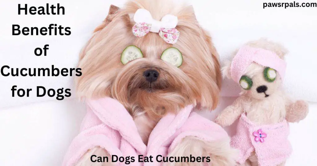 Can dogs eat cucumbers. Health benefits of cucumbers for dogs. yorkshire terrier with pink bow on head in a pink robe with cucumber slices on eyes next to a teddy wearing a pink robe on a white background