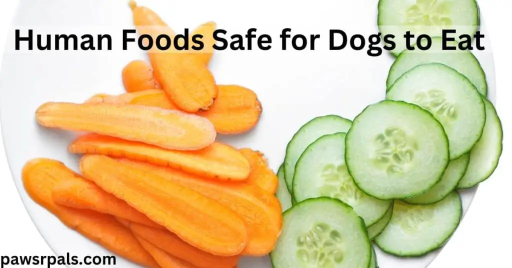 Human Foods Safe for Dogs to Eat. carrot and cucumber slices on a white plate with a white background
