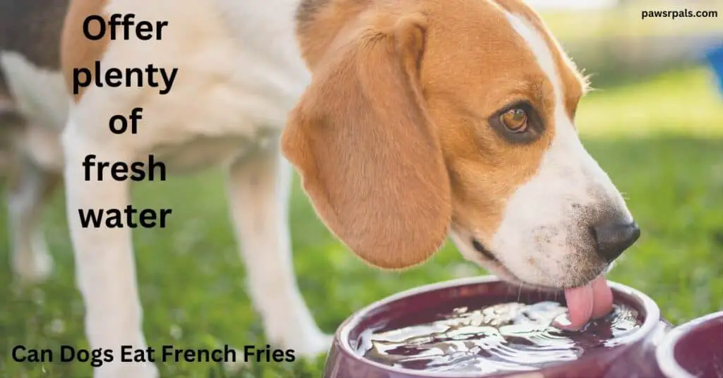 beagle drinking water from a purple bowl, on grass. offer plenty of fresh water