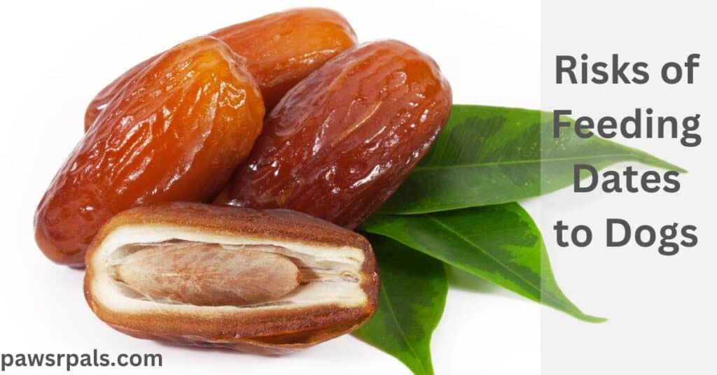 Risks of dogs eating dates. 3 full dates and one half of a date, with leaves on the right side on a white background.