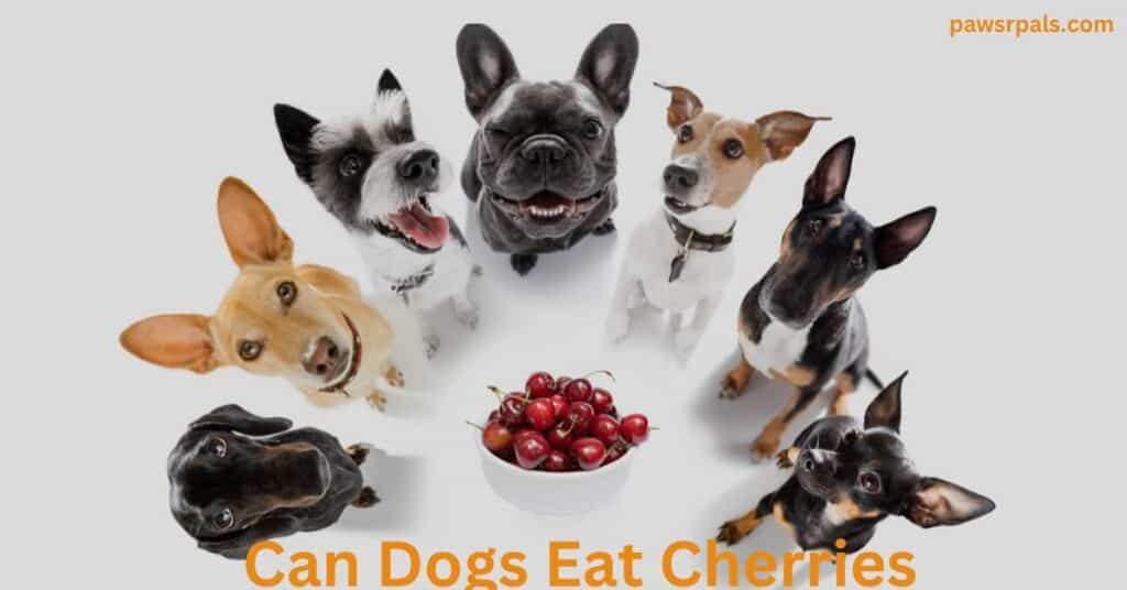 various dog breeds around a white bowl of cherries, on a grey background