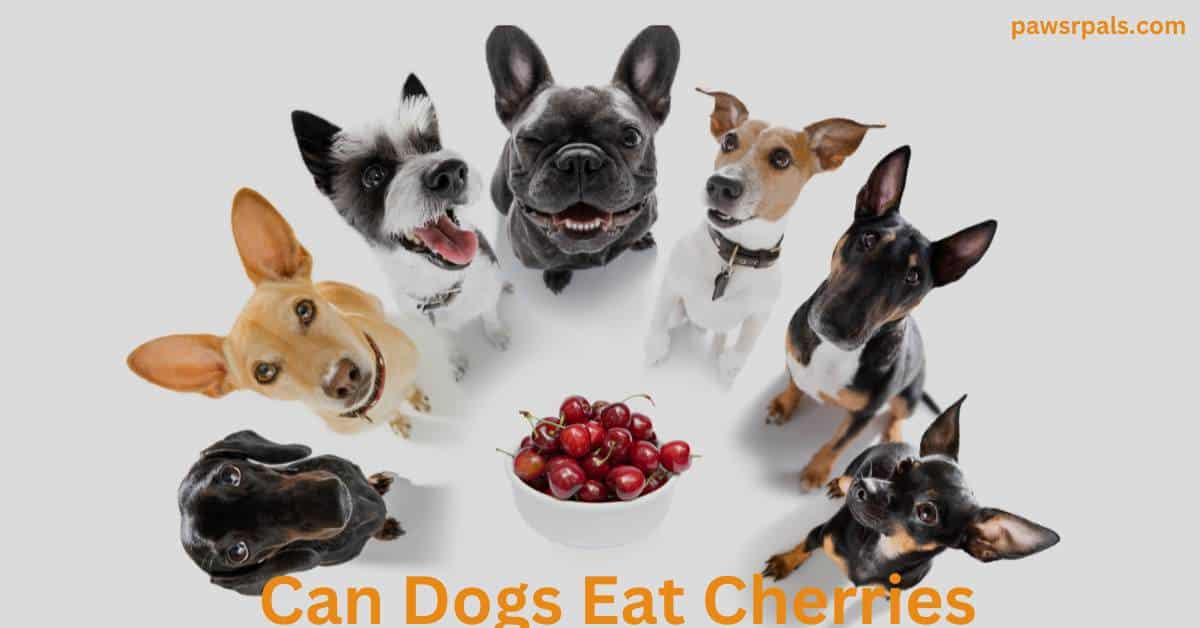 Can Dogs Eat Cherries