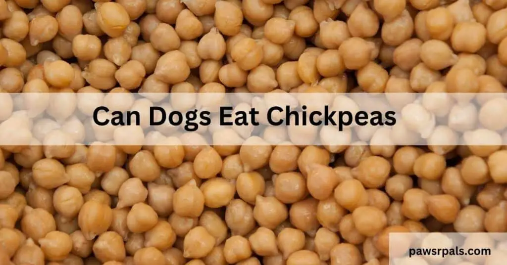 can dogs eat chickpeas. image of chickpeas