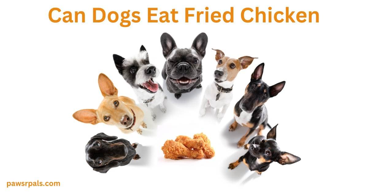 can dogs eat fried chicken