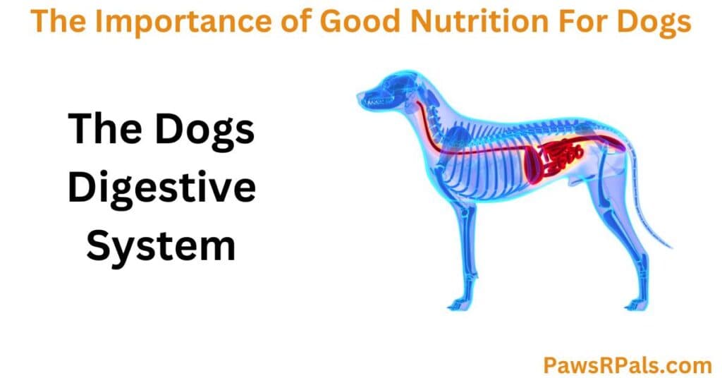 Image of the dogs digestive system