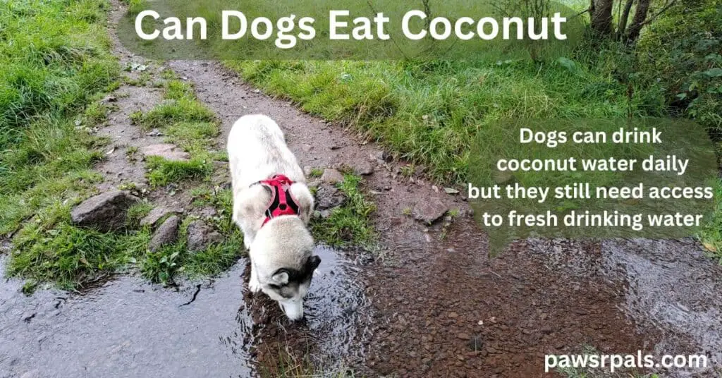 Can dogs eat coconut. Dogs can drink coconut water daily but need access to fresh water. Luna the grey and white Siberian Husky drinking water from a stream in a field.