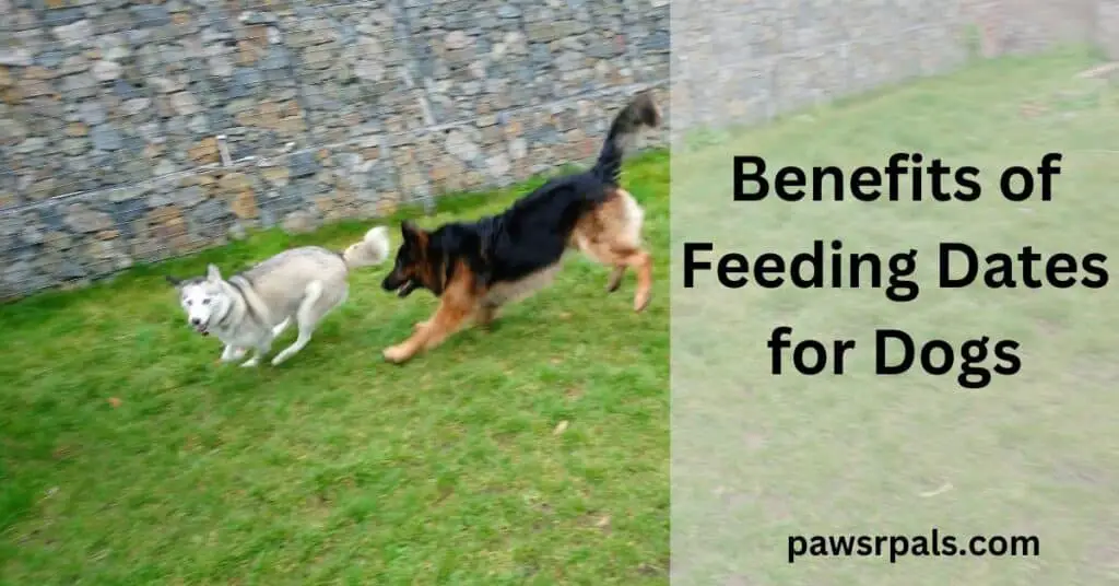 Benefits of dogs eating dates. Luna the grey and white Siberian Husky running with Nero the black and tan German Shepherd on grass with a stone wall in the background.
