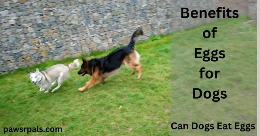 Benefits of Eggs for Dogs. Can dogs eat eggs. Luna the grey and white Siberian Husky running with Nero, the black and tan German Shepherd, on grass with a stone wall behind them