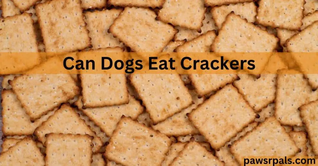 Can Dogs Eat Crackers. Screen full of square brown crackers