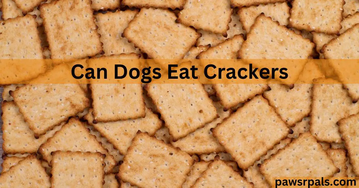 Can Dogs Eat Crackers