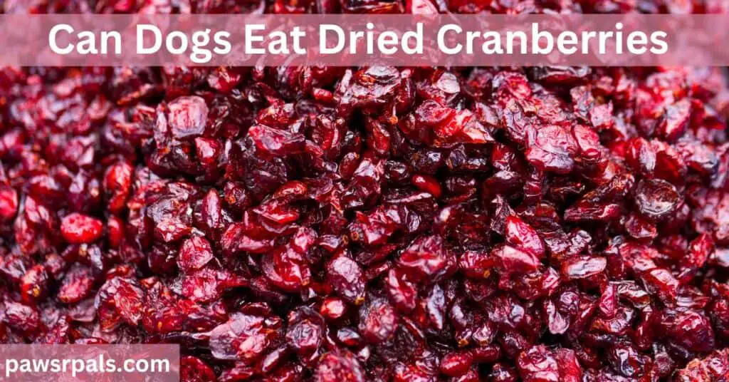 Can Dogs Eat Dried Cranberries. Image of dried cranberries