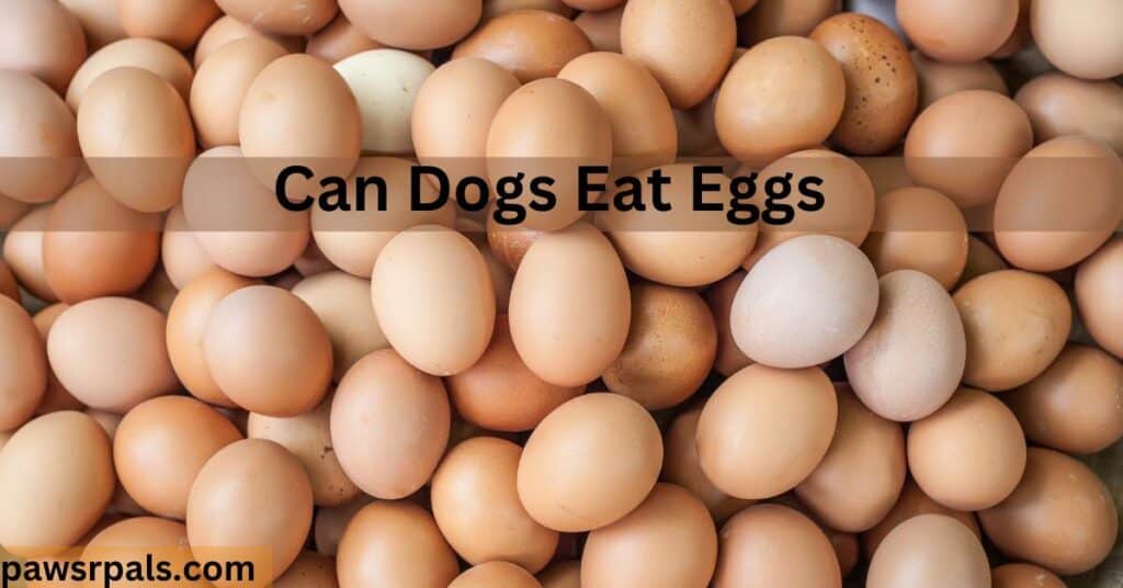Can Dogs Eat Eggs. Various brown/cream covered eggs