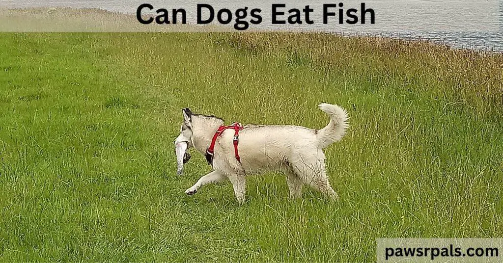 Can Dogs Eat Fish. Luna the grey and white Siberian Husky, wearing a red and black harness, walking through long grass next to water with a silver trout in her mouth