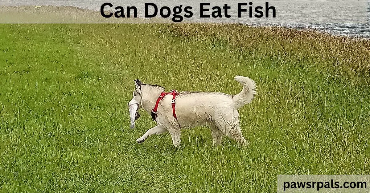 Can Dogs Eat Fish