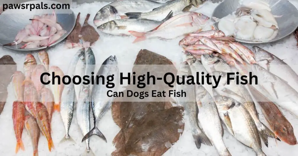 Choosing high-quality fish. can dogs eat fish. various types of fish lying on ice chunks