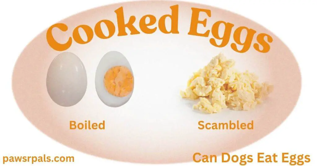 Can Dogs Eat Eggs. Cooked Eggs. Boiled Egg, one whole, one half with orange yolk showing. Yellow scambled eggs on the right of the image. All inside an egg shaped oval pale orange coloured.