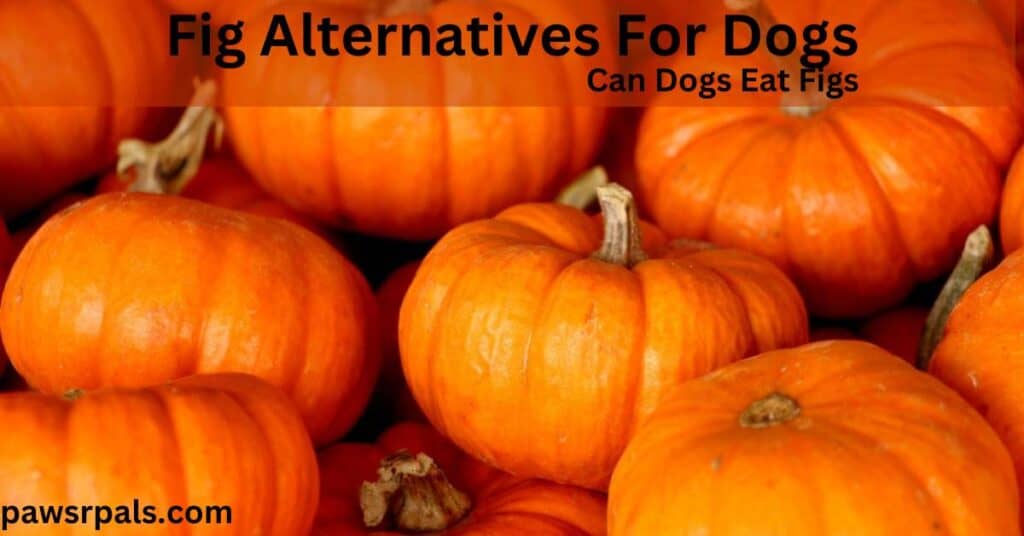 Fig Alternatives for Dogs. Can dogs eat figs. whole orange pumkins covering the entire image