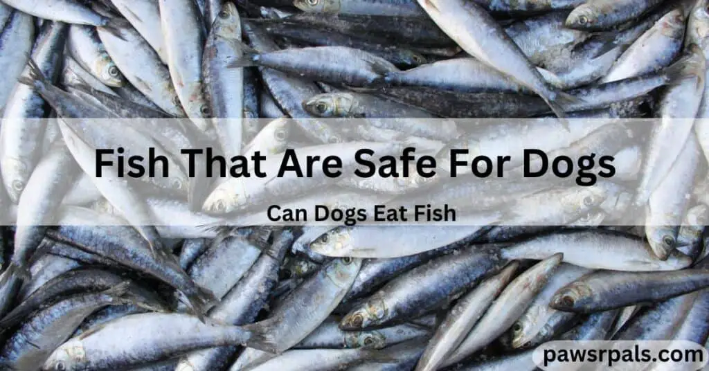 Fish that are safe for dogs. can dogs eat fish. lots of whole sardine fish