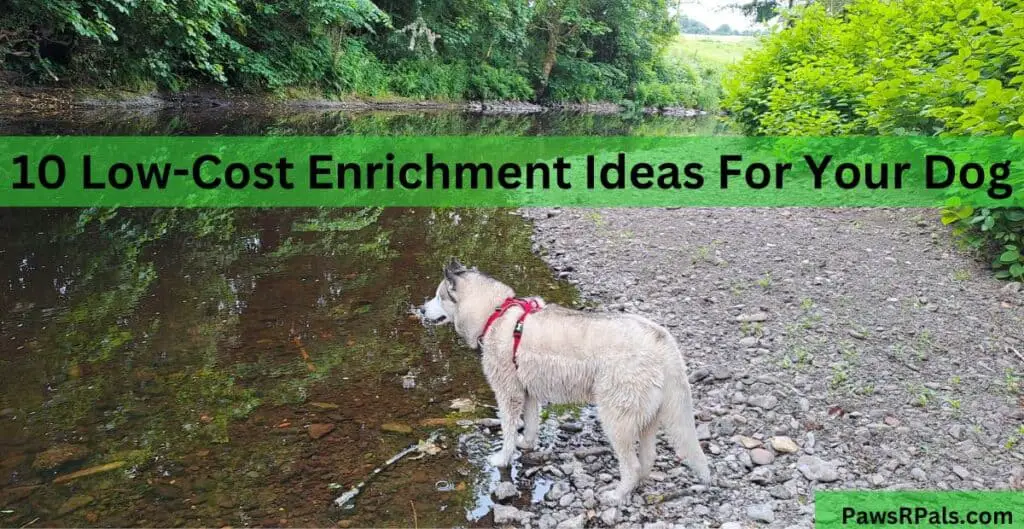10 Low-Cost Enrichment Ideas For Your Dog. Luna the grey and white Siberian husky, wearing a red and black harness, standing on the rocky shore of the river with trees in the background.