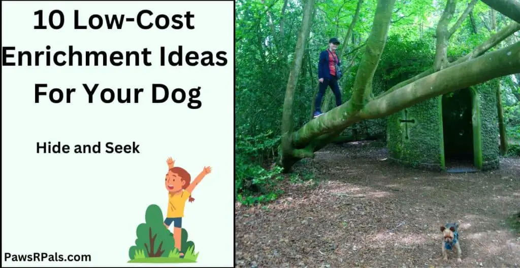 10 low cost enrichment ideas for your dog. Hide and seek. split image, on the left an image of a little girl standing up arms raised behind a bush, in a frame with pale green background. On the right side, Holly, wearing a blue hoody and black leggings and a cap, walking along an angled tree, with moss on it, green trees in the background, and a small mossy circular church building, with leaves on the ground and a small Yorkshire Terrier Dog on the leaves.