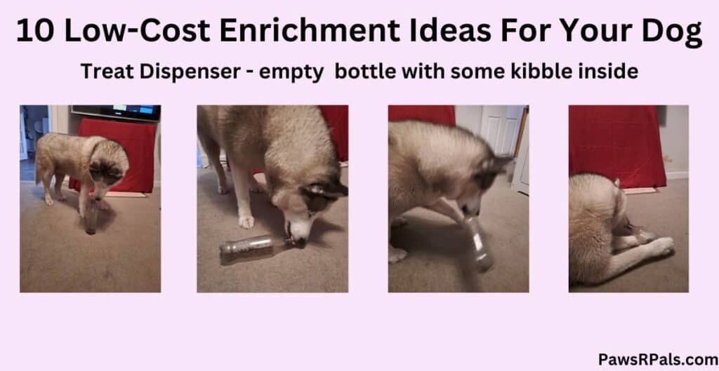 10 Low-cost enrichment ideas for your dog. Luna the grey and white siberian husky with a clear plastic bottle with some kibble inside, on a grey carpet with a red background. Step by step guide of Luna working out how to get the kibble from the bottle. Pale pink background.