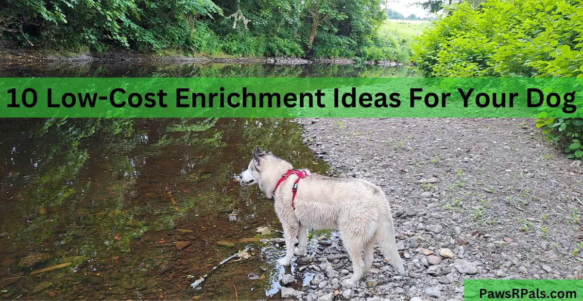 10 Low-Cost Enrichment Ideas For Your Dog