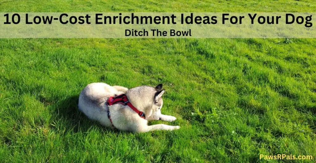 10 low cost enrichment ideas for your dog. Ditch the Bowl. Luna the grey and white Siberian Husky wearing a red and black harness, lying on the grass, sniffing the grass.