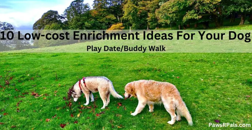 10 low cost enrichment activities for your dog. Play date buddy walk. Luna the grey and white siberian husky, wearing a red and black harness standing on the right, head down sniffing the grass, with Ludo the golden retriever standing behind her facing the same direction, with trees in the background.