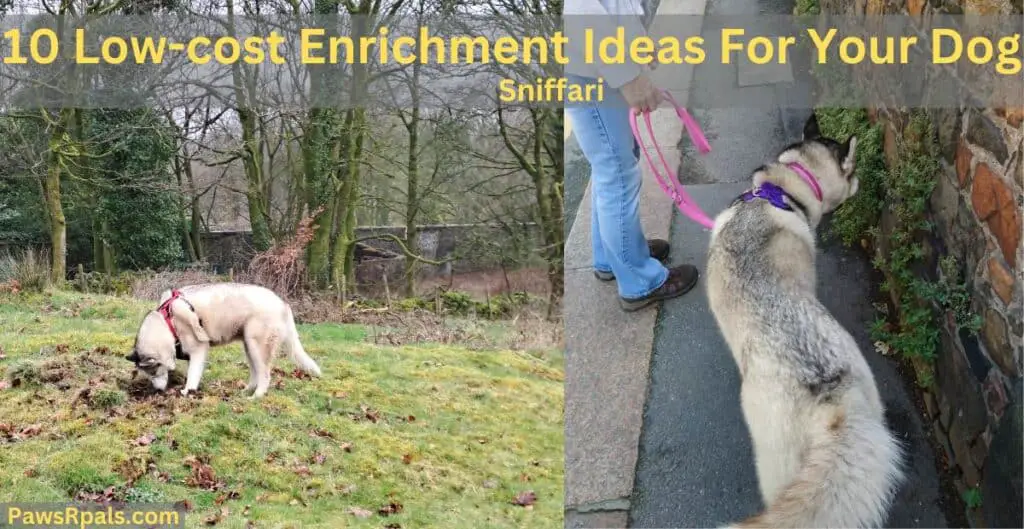 10 Low cost enrichment ideas for your dog. Sniffari. Split image. On the left Luna the grey and white Siberian Husky, wearing a red and black harness sniffing leaves on the grass with trees in the background. On the right, Luna the grey and white Siberian Husky wearing a purple harness, pink collar and pink lead walking on a pavement, me on the right holding the pink lead, Luna sniffing green leaves growing out of a stone wall on the left.